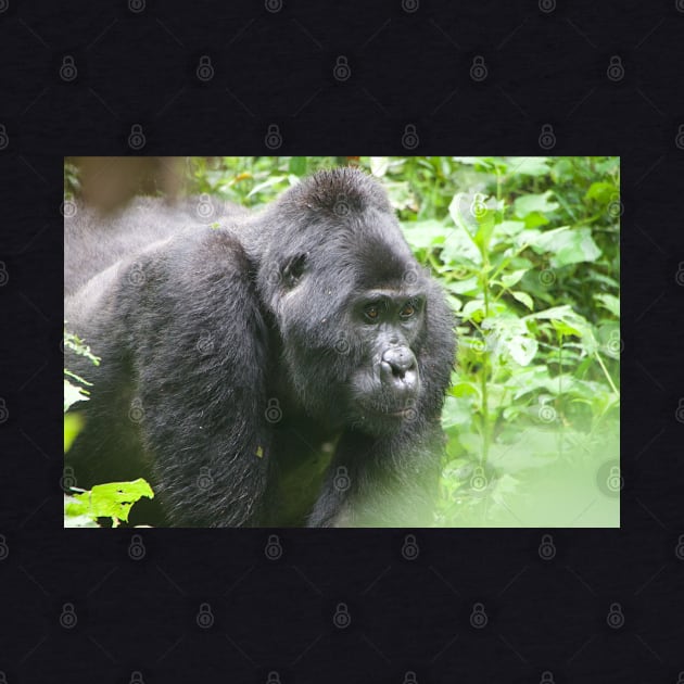 Male Silverback Gorilla in Uganda by SafariByMarisa